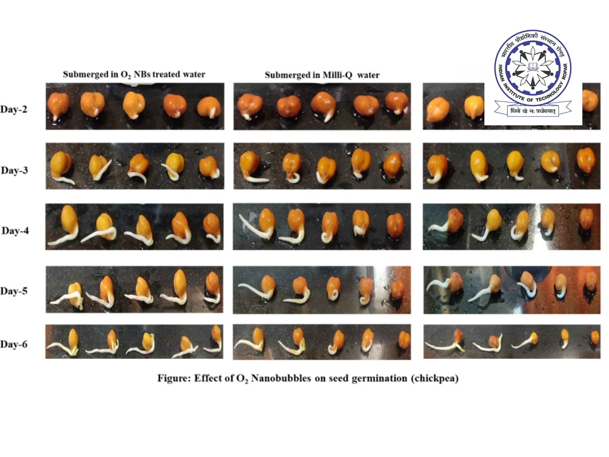 Oxygen Nanobubble Technology Accelerates Chickpea Germination & Early Root Development