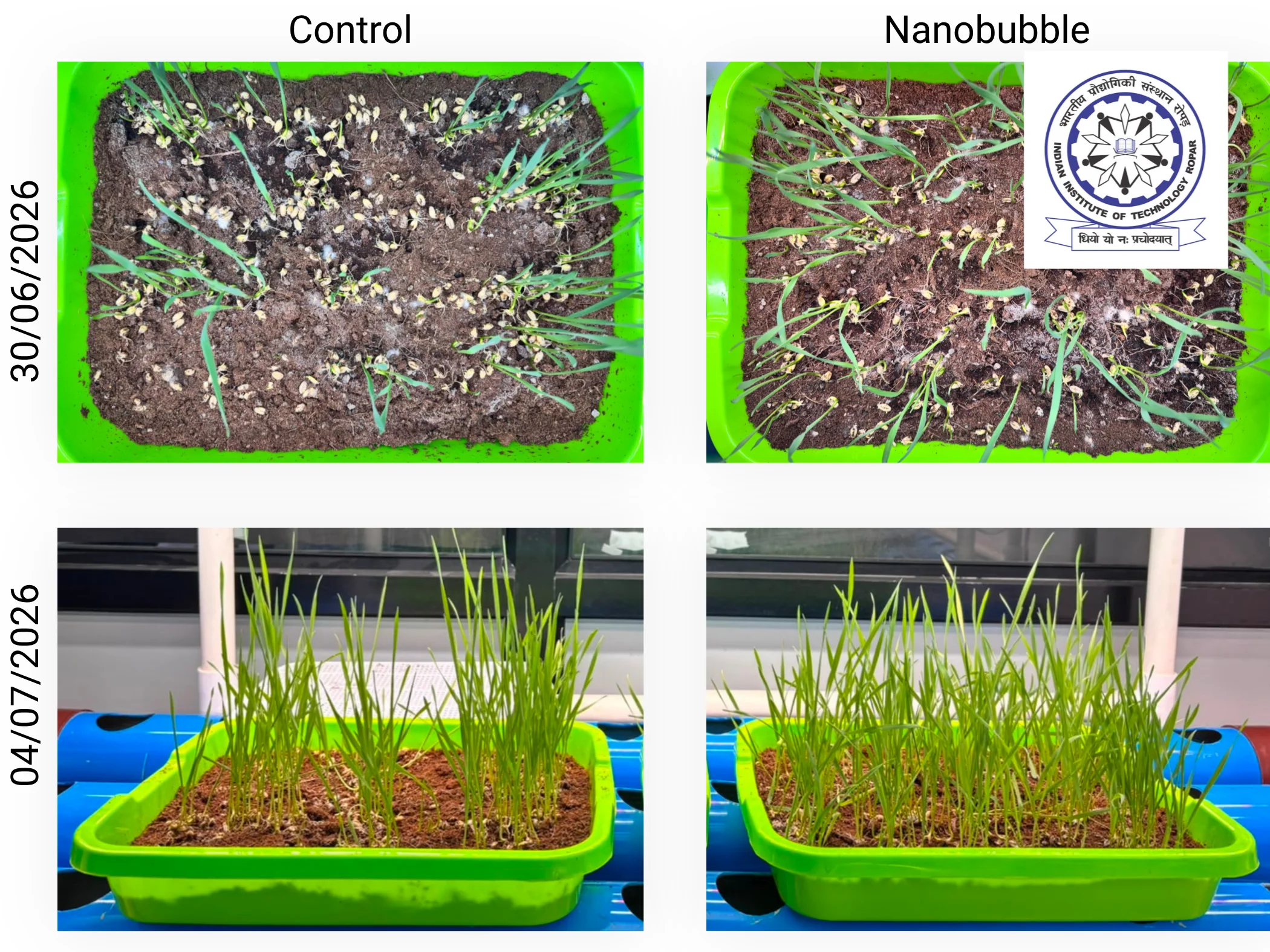 Wheatgrass Case Study